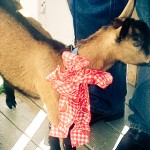 Photo Post: Sally gets a goat for her birthday