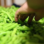 Photo Post: Our cups runneth over (with green beans)