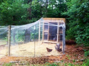 2009-06may-27-chickens_in_the_hen_house