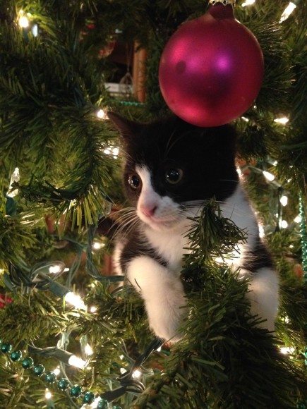 Meet Owen, our new Christmas Ornament!