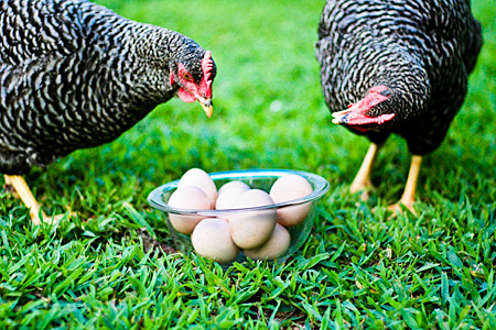 chickens_and_eggs_at_isaiah_house